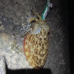 エギングでキロアップアオリイカ