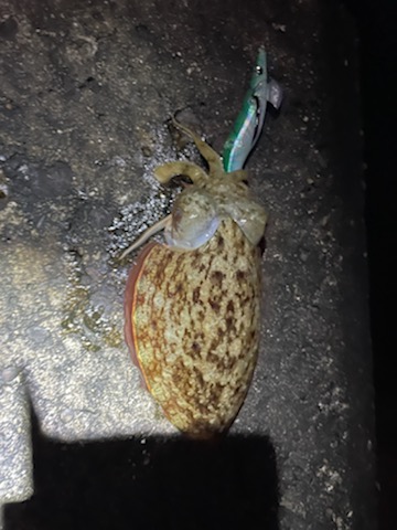 エギングでキロアップアオリイカ