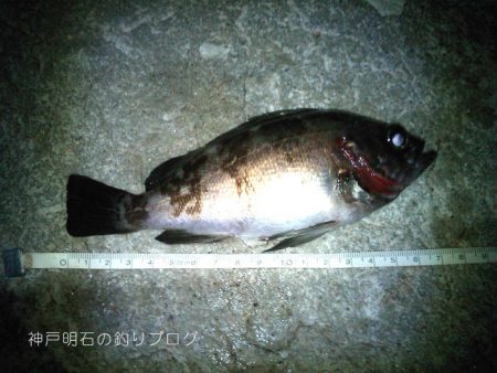 ファミリーフィッシング