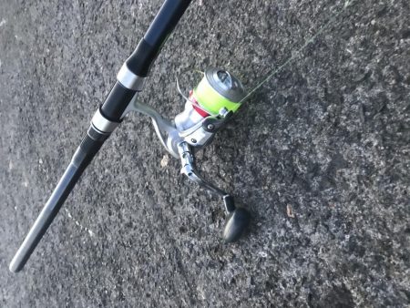 飲ませでメジロ2本GET