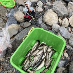 玉川 あまご解禁