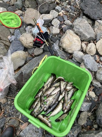 玉川 あまご解禁