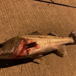 千田でシーバスゲーム