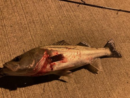 千田でシーバスゲーム