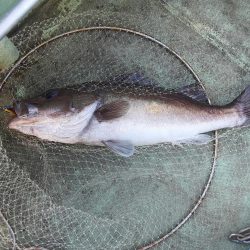 佐渡便五目ジギング