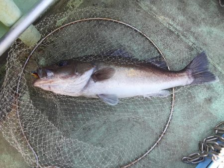 佐渡便五目ジギング