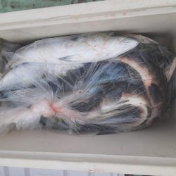 佐渡便五目ジギング&タイラバ