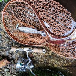 初のサクラマス、渓流