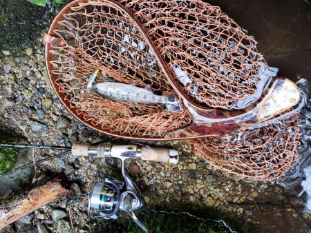 初のサクラマス、渓流