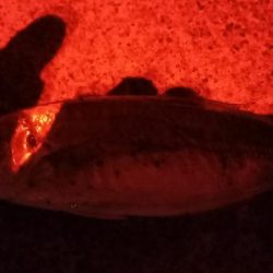 またまたアジが釣りたくて