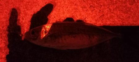 またまたアジが釣りたくて