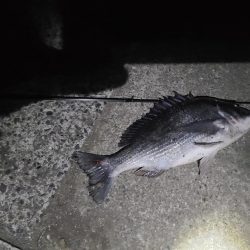 シーバス &チヌ