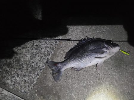 シーバス &チヌ