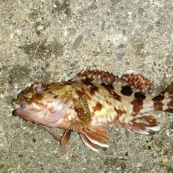 ナイスサイズなメバルとチヌ