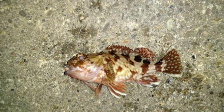 ナイスサイズなメバルとチヌ