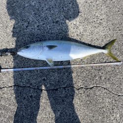 濁りなくなったら青物まだいた