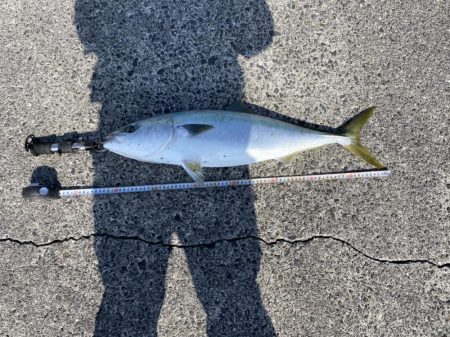 濁りなくなったら青物まだいた