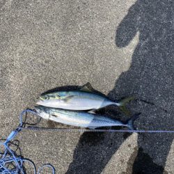 ４投で４ヒット！なのに魚は２匹だけ？（笑）