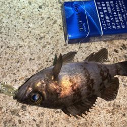 メバルプラッキング⑧