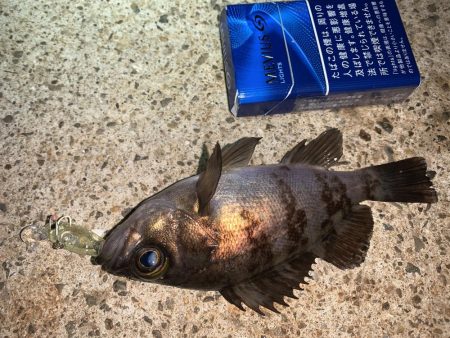 メバルプラッキング⑧