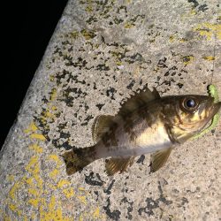 メバルプラッキング25