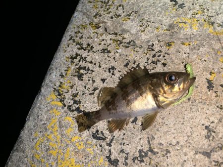 メバルプラッキング25