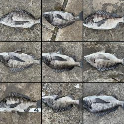 イチノ兄弟、釣果!