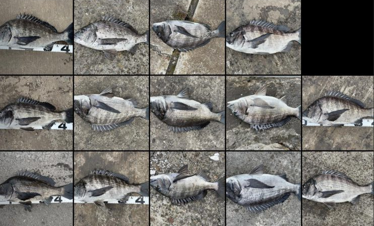 イチノ兄弟、釣果!