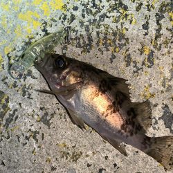 メバルプラッキング⑤