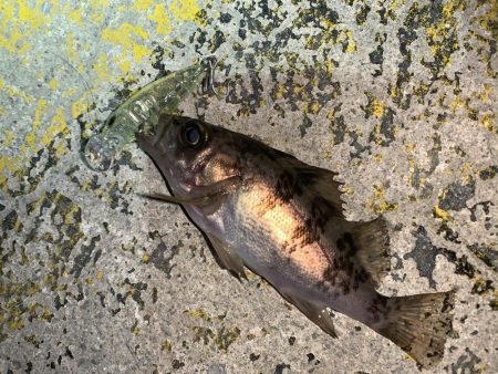 メバルプラッキング⑤