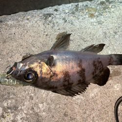 メバルプラッキング17