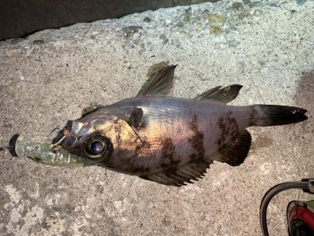 メバルプラッキング17