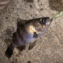 メバルプラッキング22