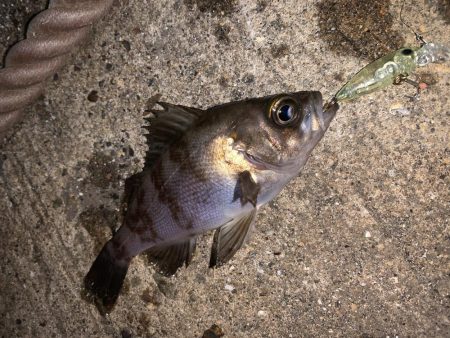 メバルプラッキング22