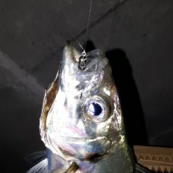 タイミングよく、ツ抜け