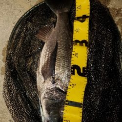 歳無し出ました❗