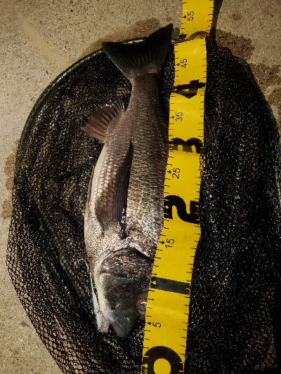 歳無し出ました❗