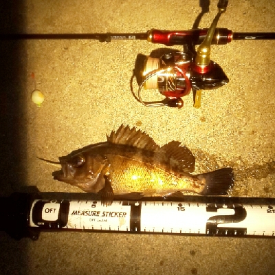 回遊メバルと回遊ヤリ