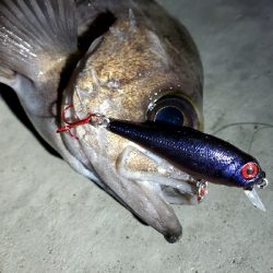 オリカラで春爆！