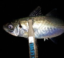 大雨のなか、アジング(笑)