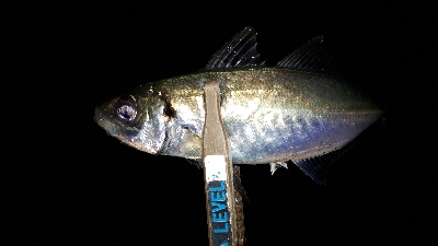 大雨のなか、アジング(笑)