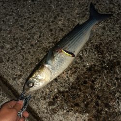 本日もメバリング~