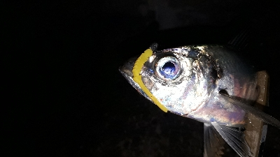 アジングと居残りメバリング