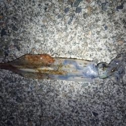 ヤリイカエギング