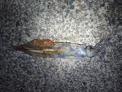 ヤリイカエギング