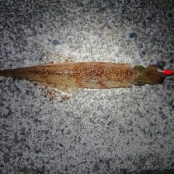 仕事終わりヤリイカ狙い