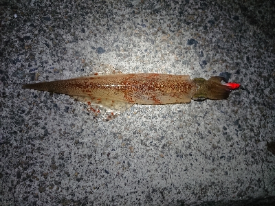 仕事終わりヤリイカ狙い