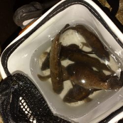 メバルプラッキング