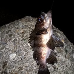 今日もアジ狙い