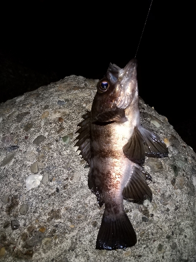 今日もアジ狙い